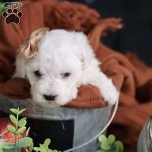 Tiny-Peppermint, Bichon Frise Puppy